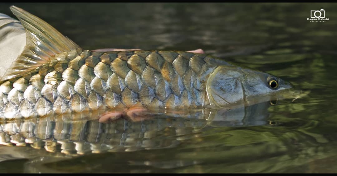 Mahseer Fishing - Collection Mahseer Fishing - Collection