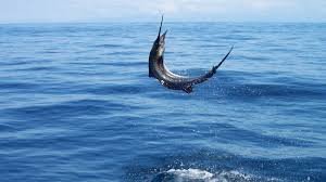 Andaman Fishing - Collection Andaman Fishing - Collection