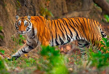 Jim Corbett Packages - Collection Jim Corbett Packages - Collection