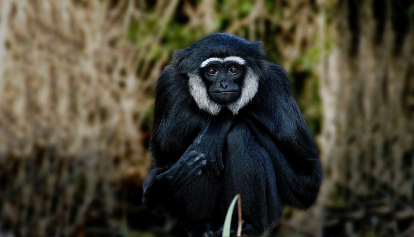 Wildlife and Birding Tours - Collection Wildlife and Birding Tours - Collection