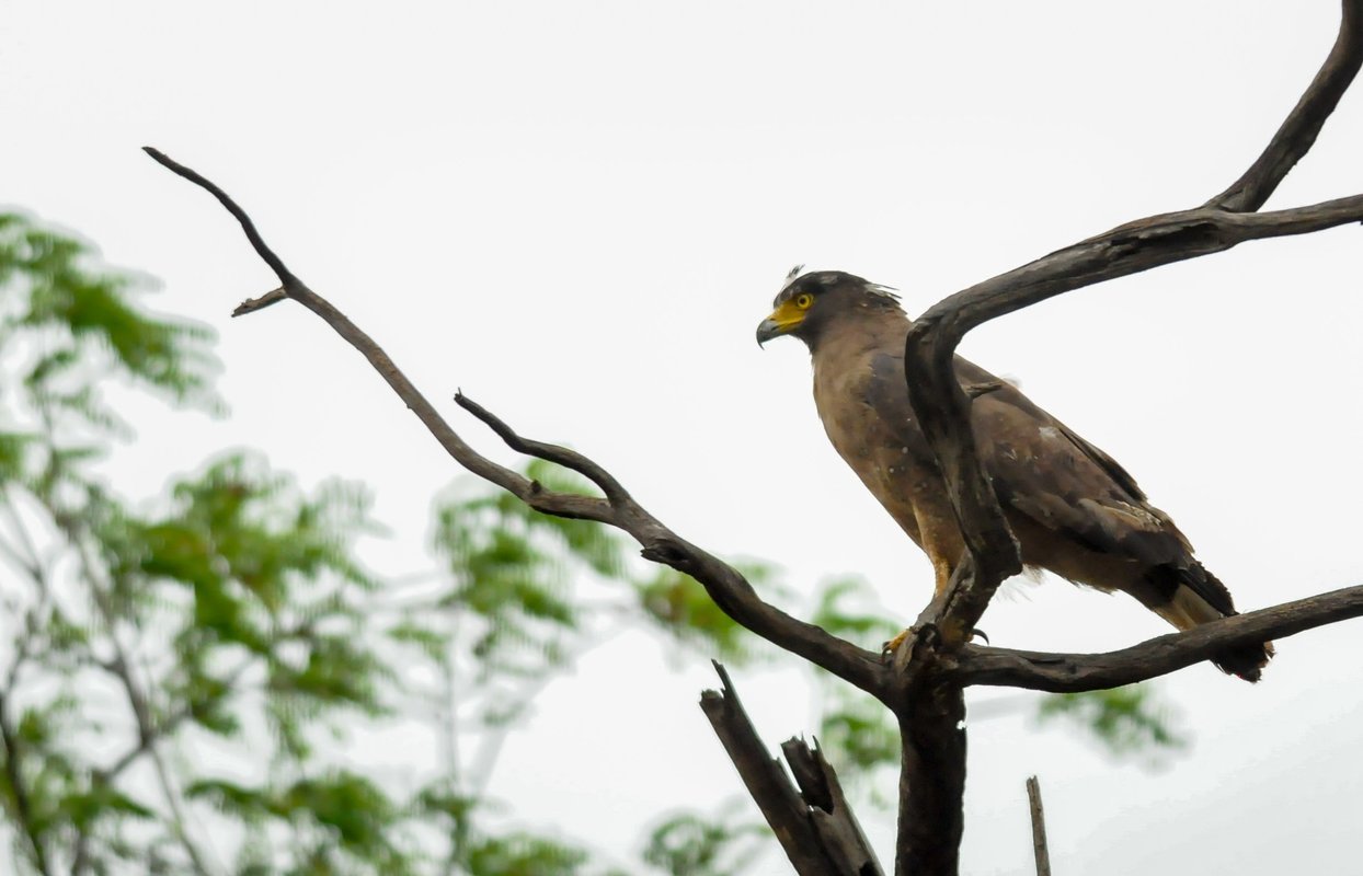 Wildlife Safaris - Collection Wildlife Safaris - Collection
