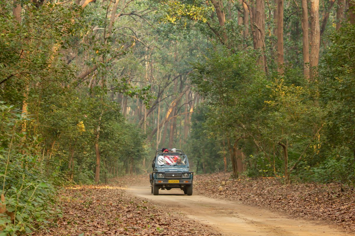 Jungle Safaris - Collection Jungle Safaris - Collection