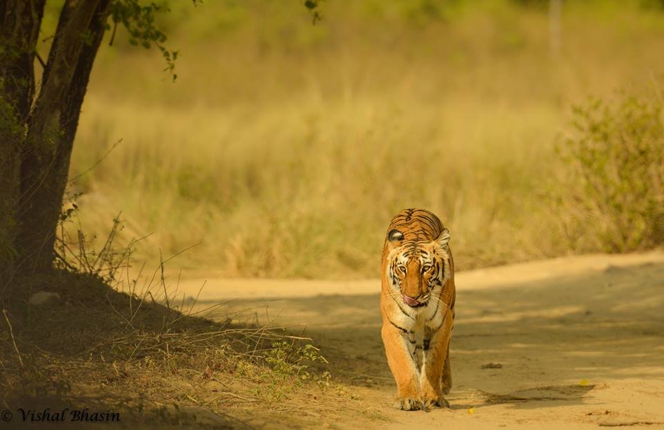 JIM CORBETT PARK - Collection JIM CORBETT PARK - Collection