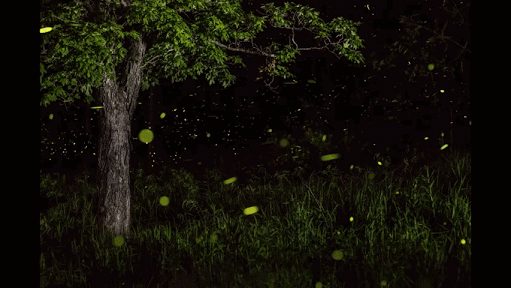 Fireflies Trek - Collection Fireflies Trek - Collection