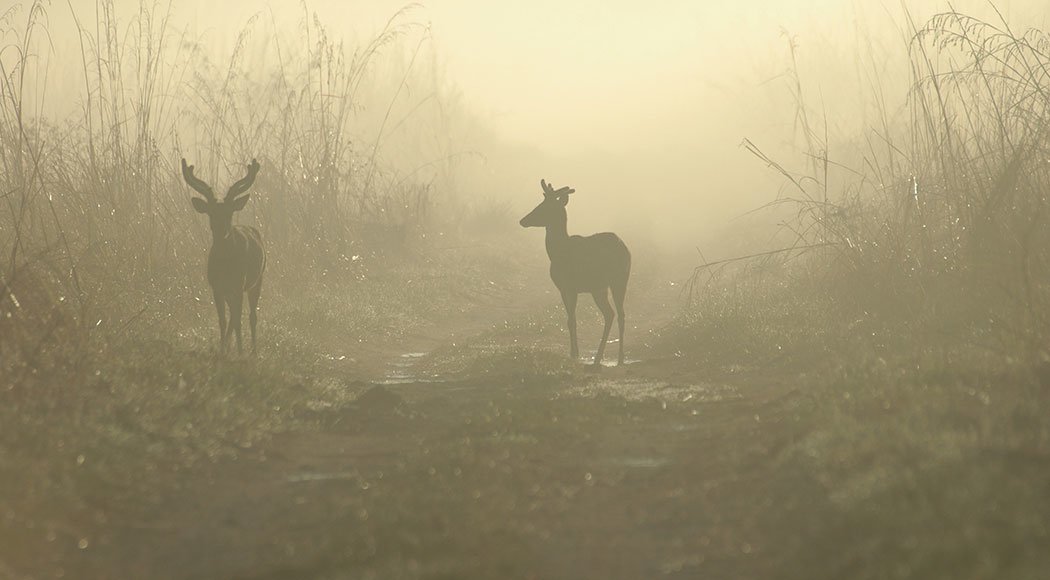 Wildlife Tours in India - Collection Wildlife Tours in India - Collection