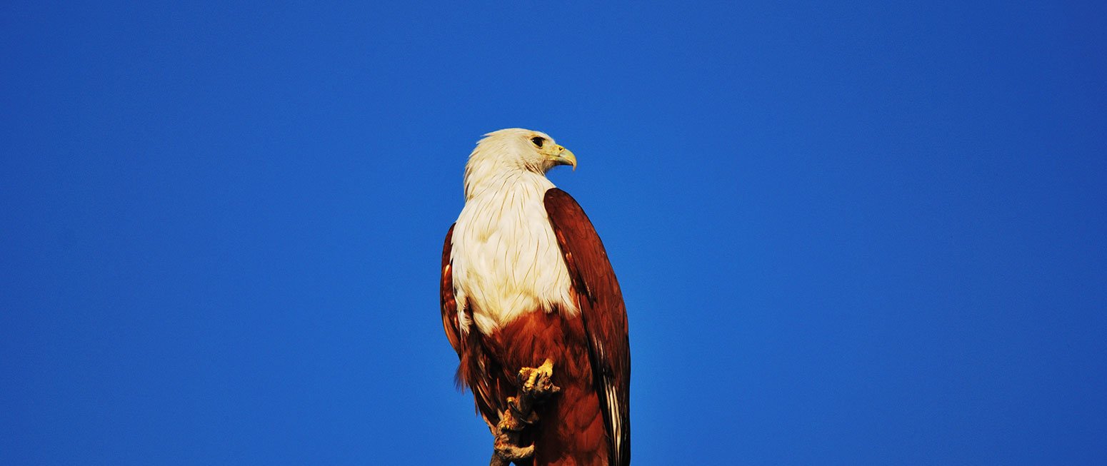 Goa Wildlife Experiences - Collection Goa Wildlife Experiences - Collection