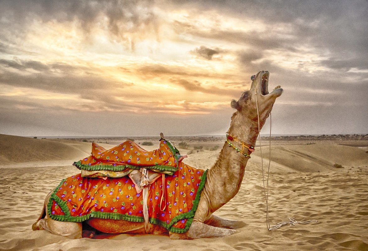 Rajasthan Packages - Collection Rajasthan Packages - Collection