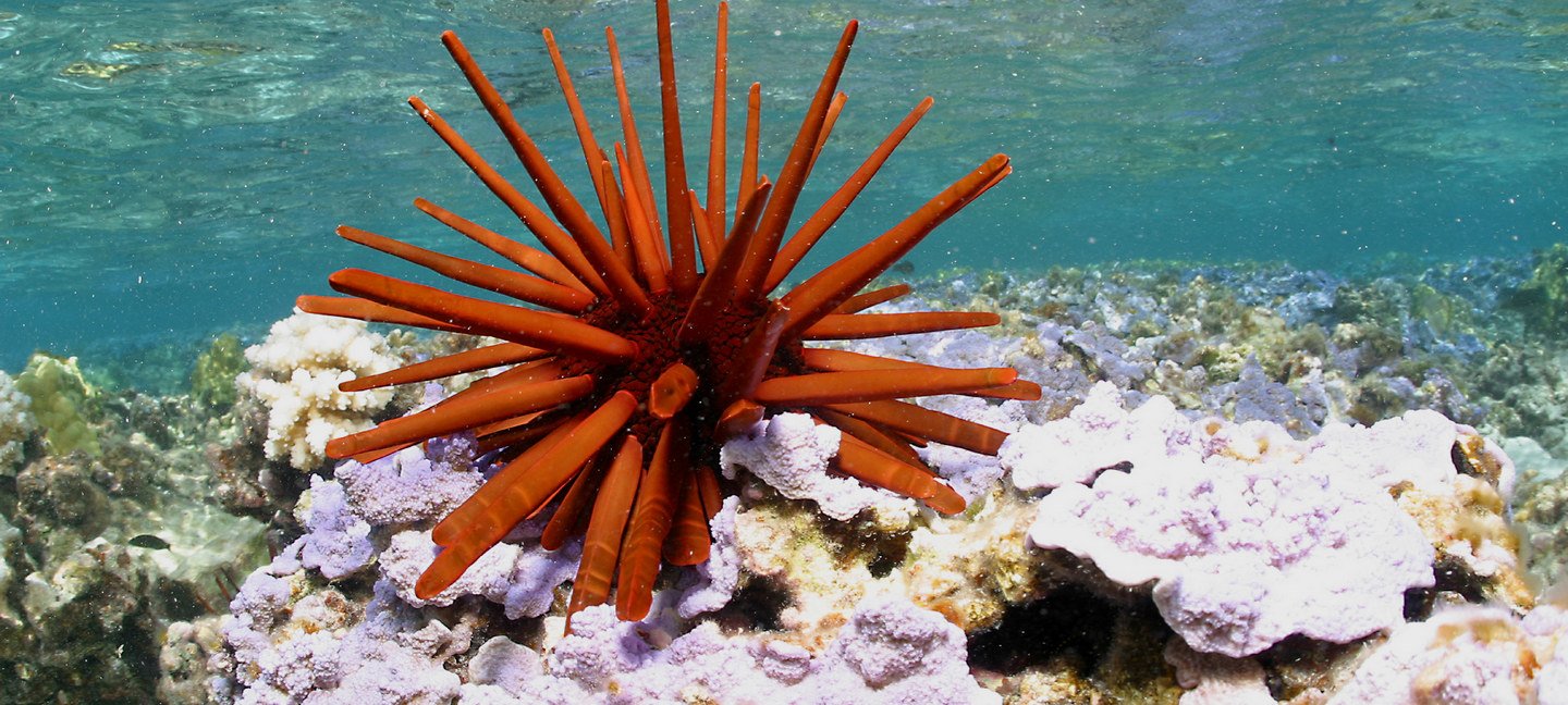 Best Places to Dive! - Collection Best Places to Dive! - Collection