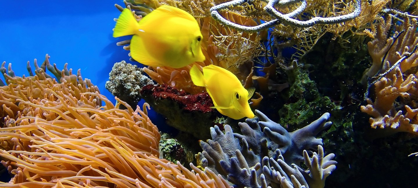 Scuba Diving - Short trips - Collection Scuba Diving - Short trips - Collection