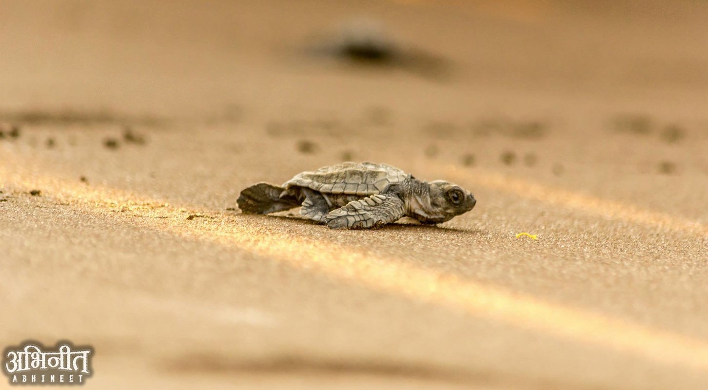 Turtle Festival Tour 2018 - Collection Turtle Festival Tour 2018 - Collection