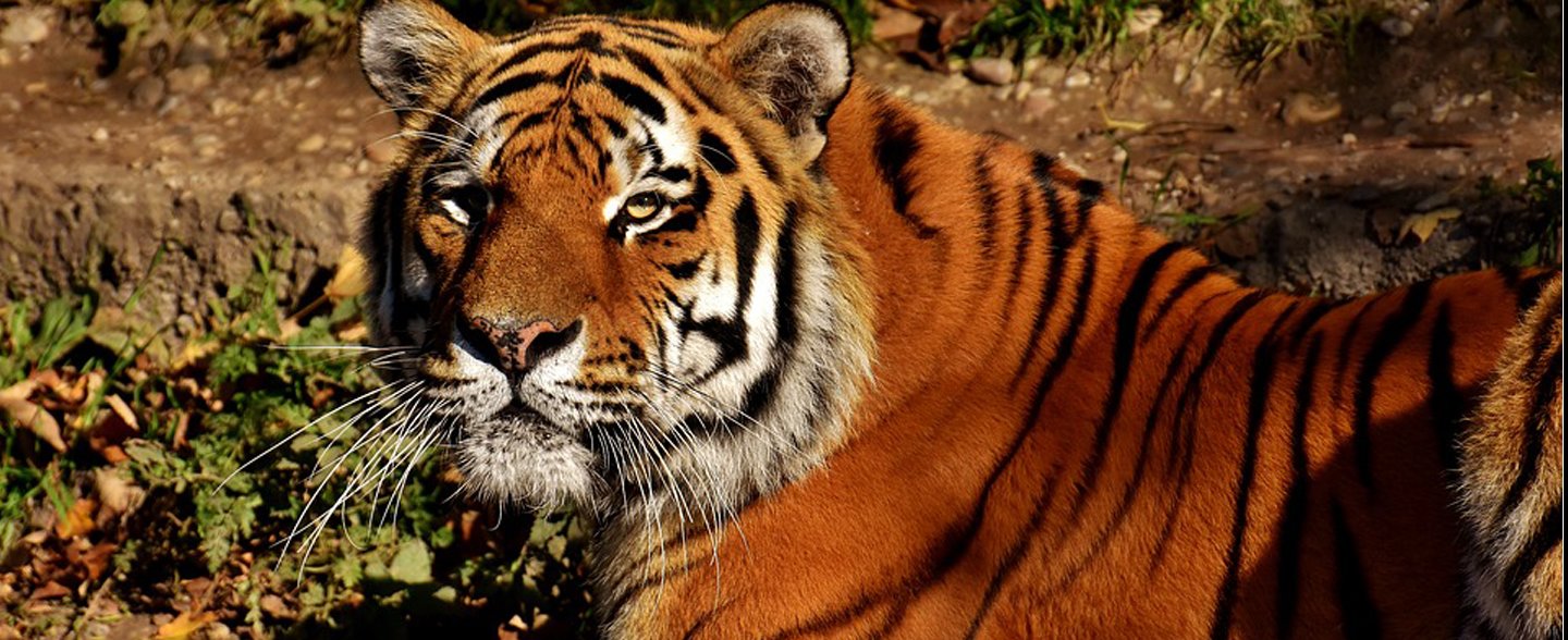 Tadoba Wildlife Jungle Safari | Tadoba National Park Packages