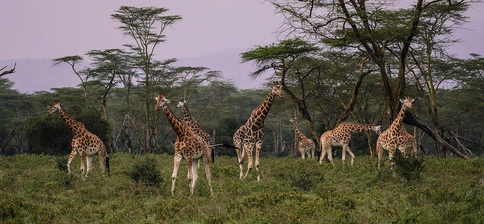 Arusha | Tanzania Safaris - Collection Arusha | Tanzania Safaris - Collection