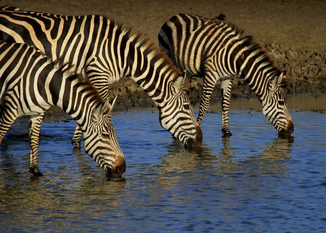 Mwanza | Tanzania Safaris - Collection Mwanza | Tanzania Safaris - Collection