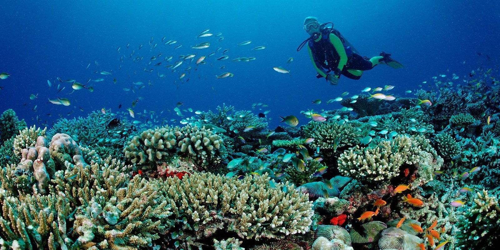 Scuba Diving - Collection Scuba Diving - Collection
