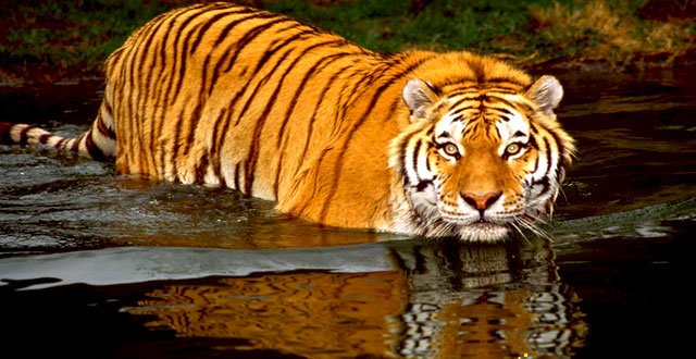 Sundarbans - Collection Sundarbans - Collection
