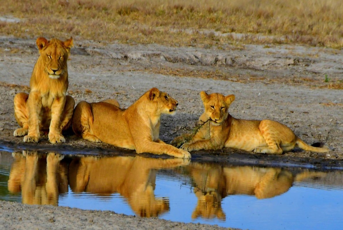 Tanzania Safaris & Kilimanjaro Treks - Collection Tanzania Safaris & Kilimanjaro Treks - Collection