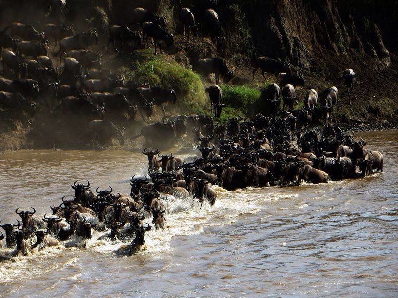 The Great Migration Safaris... - Collection The Great Migration Safaris... - Collection