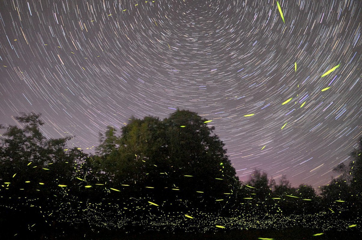 Fireflies Special Events 2019 - Collection Fireflies Special Events 2019 - Collection