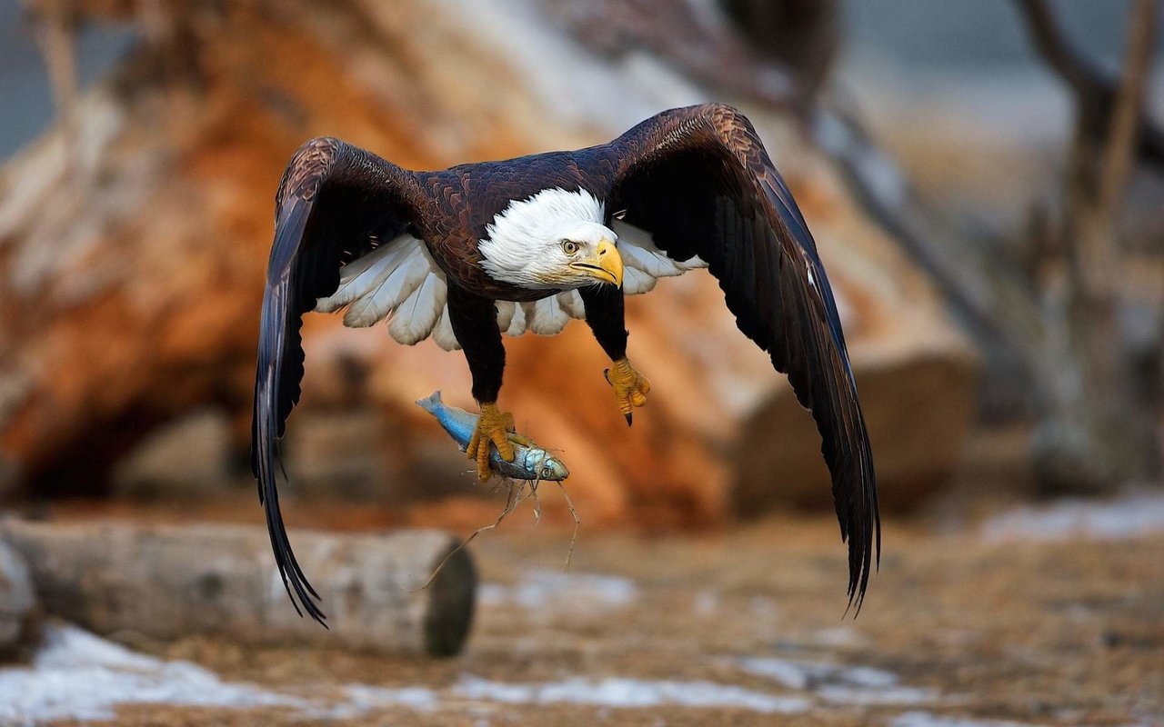 Tanzania Birding Expeditions - Collection Tanzania Birding Expeditions - Collection