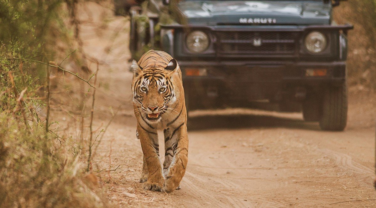 Wildlife Safaris - Collection Wildlife Safaris - Collection