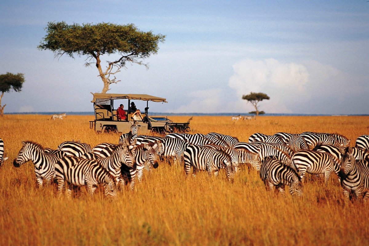 Wildlife & Safaris Holidays - Collection Wildlife & Safaris Holidays - Collection