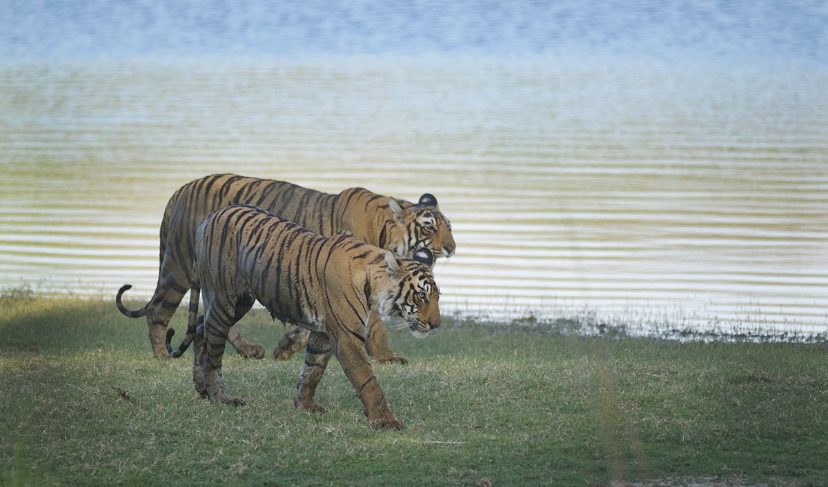 Ranthambhore Tiger Reserve - Collection Ranthambhore Tiger Reserve - Collection