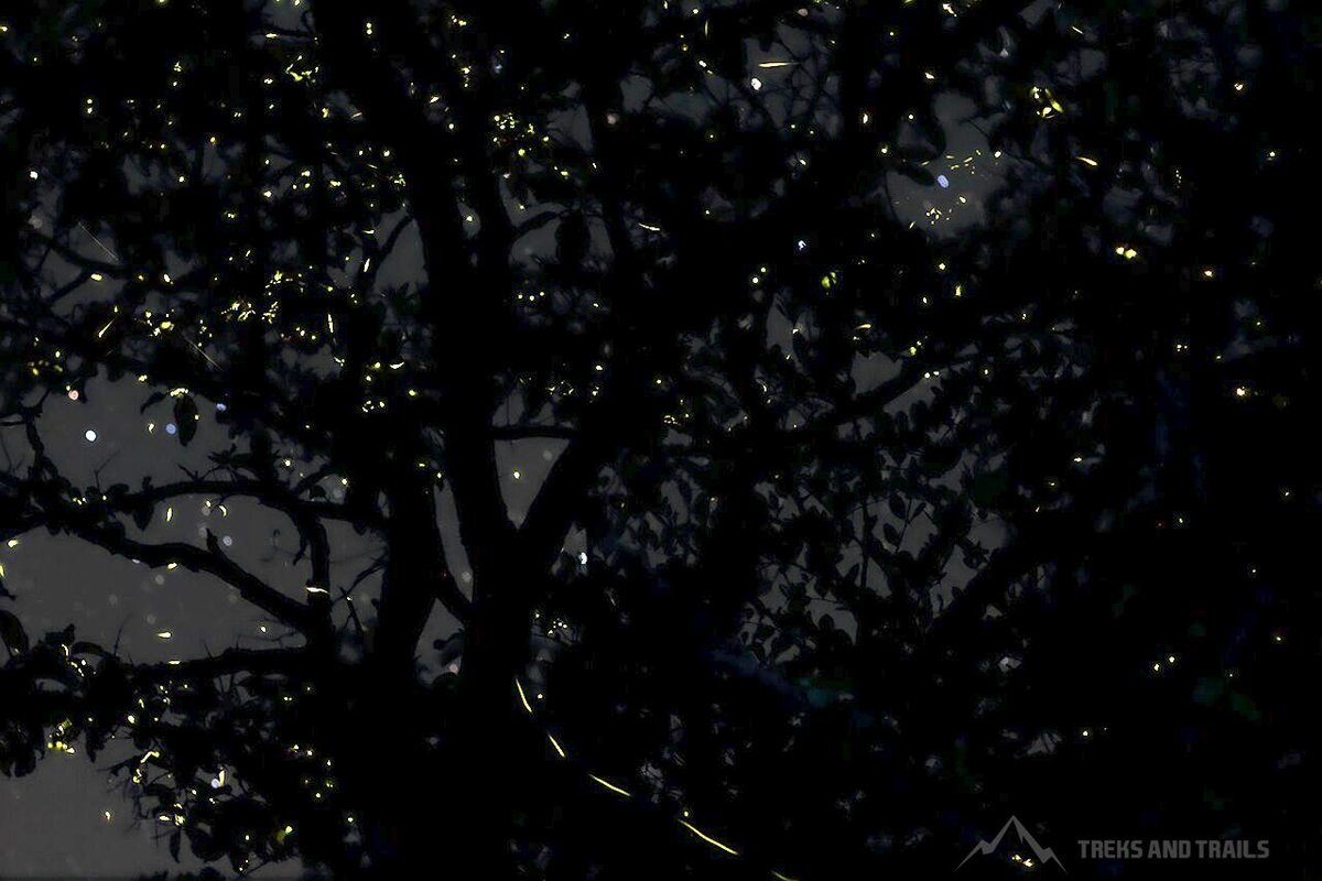 Fireflies Festival Mumbai - Collection Fireflies Festival Mumbai - Collection