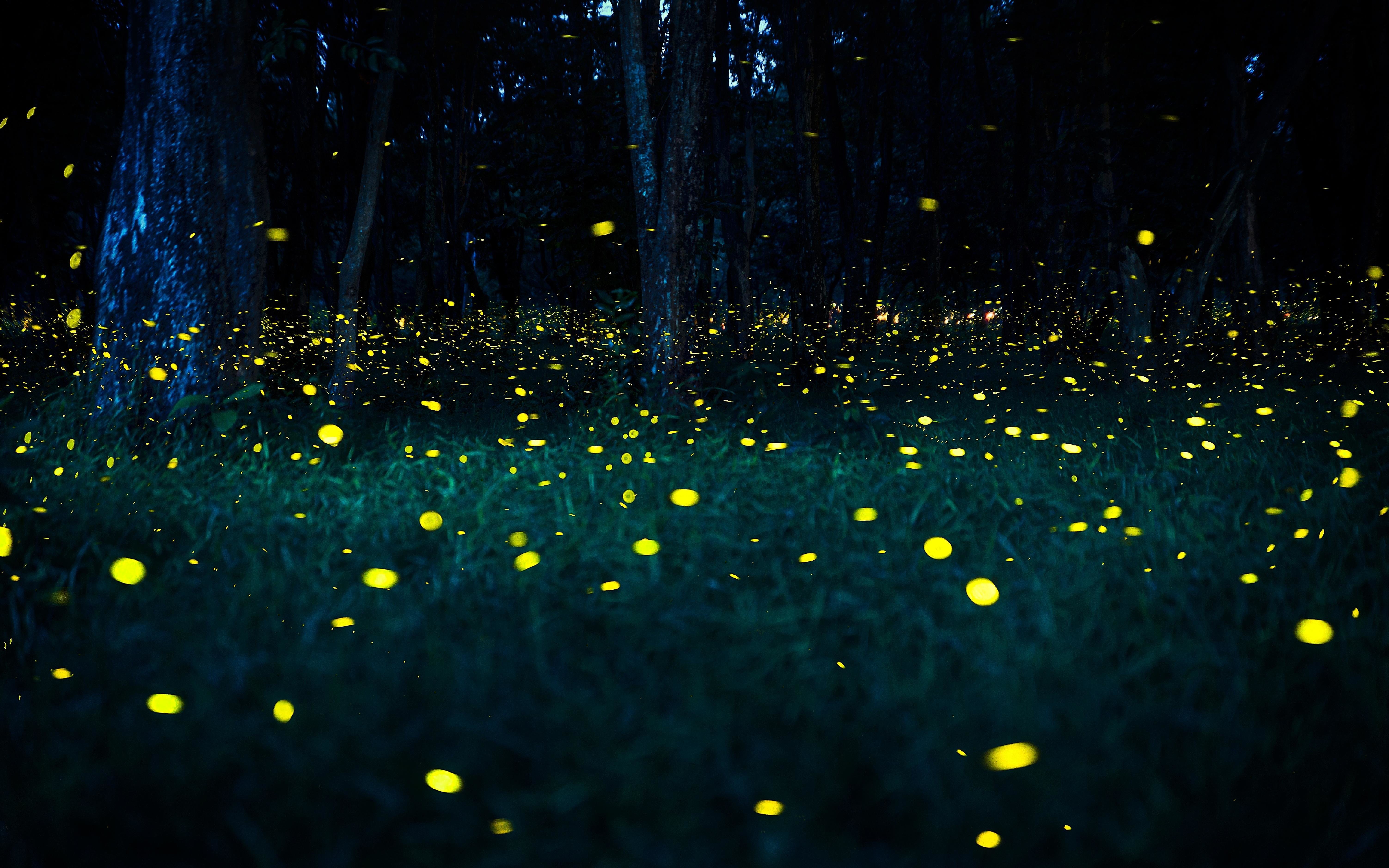 Fireflies Special Camping at Bhandardara | Adventure Geek