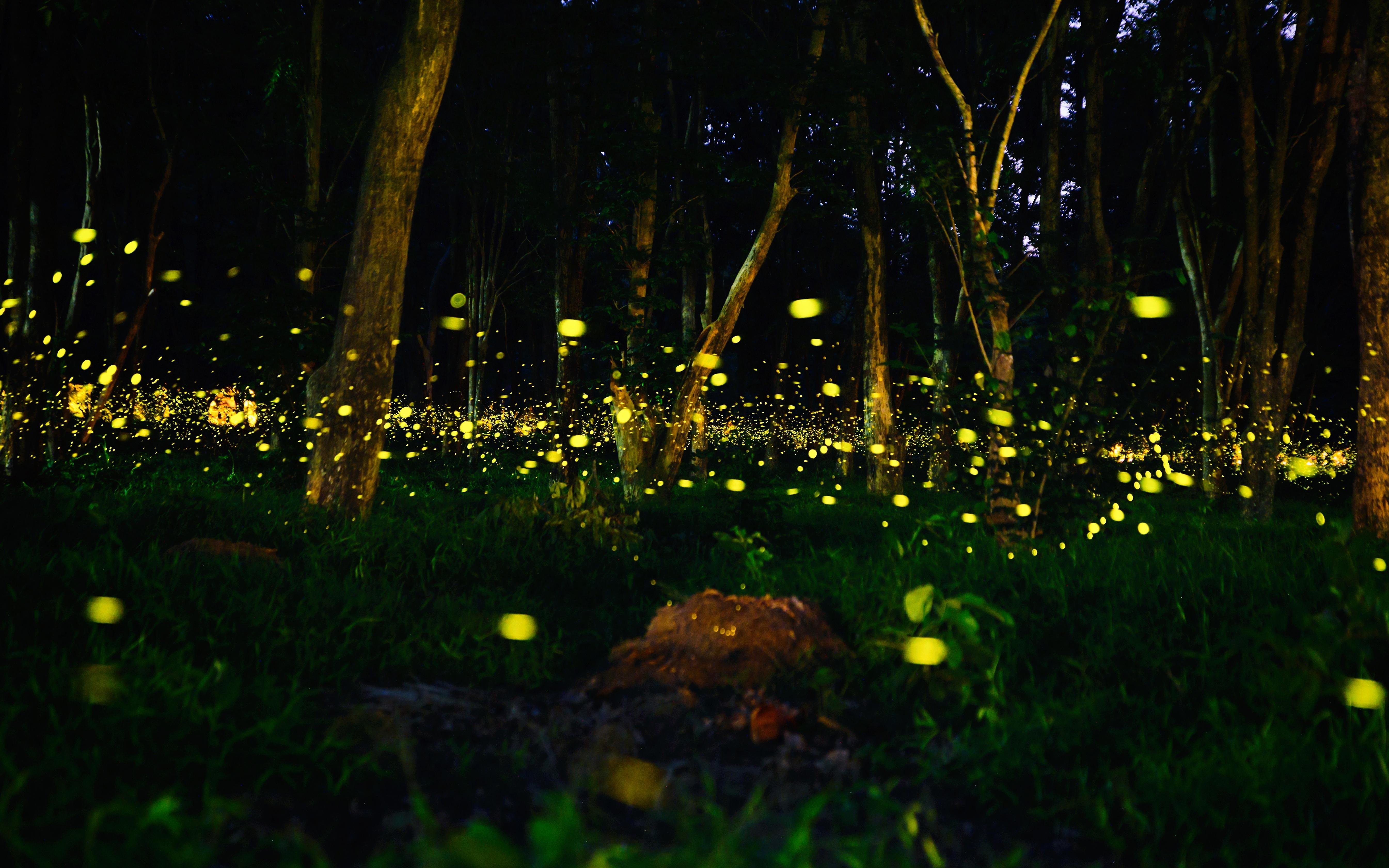 Prabalmachi Fireflies Trek 2020 | Fireflies near Mumbai Pune