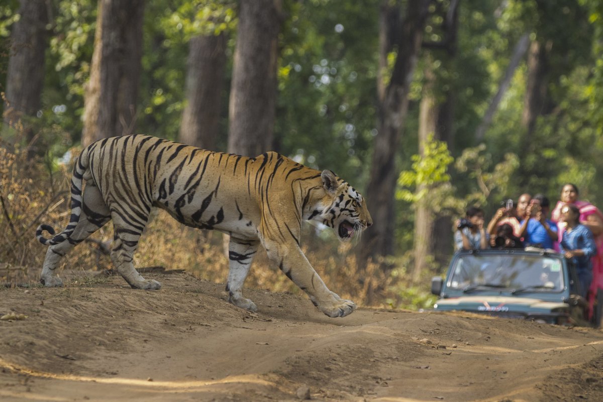 Wildlife Safaris - Collection Wildlife Safaris - Collection