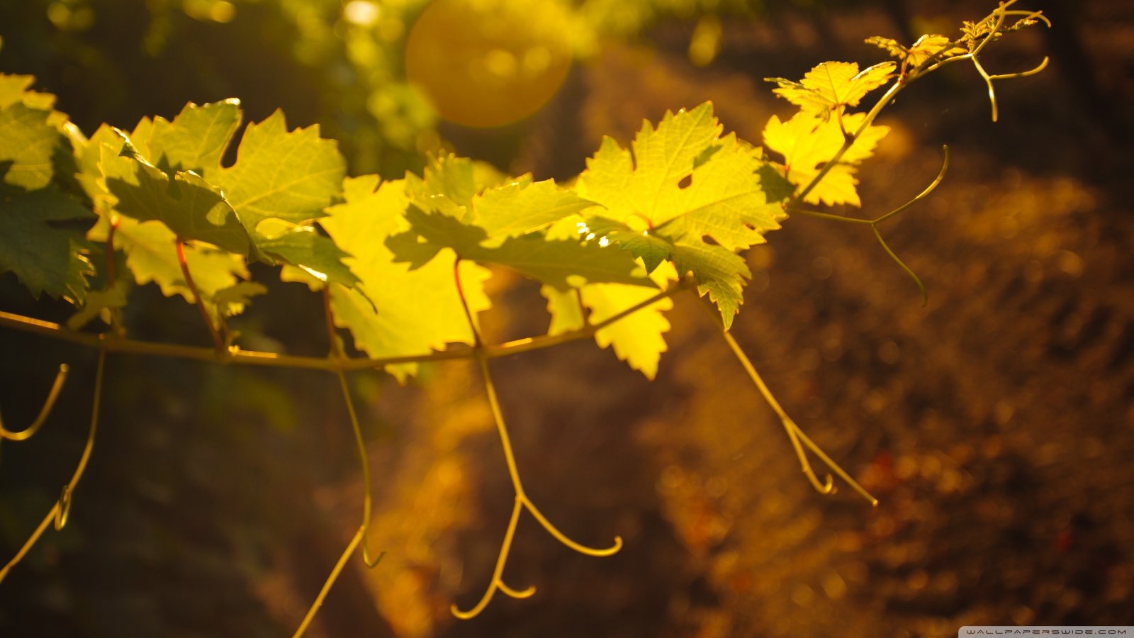 Vineyards Vineyards