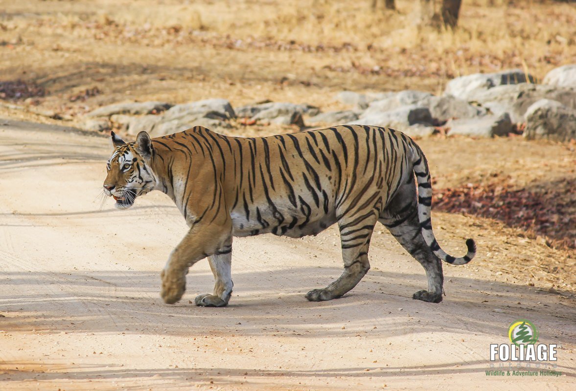 Pench Wildlife Camp | Triplog Pench Wildlife Camp | Triplog