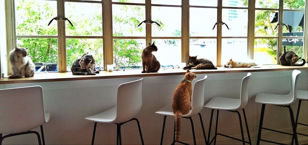 The Cat  Cafe  Entrance Fee in Bugis  Travel Needs Help