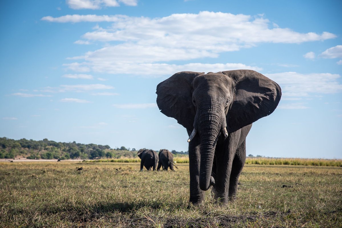 Wildlife Safaris in Zambia, Zimbabwe and Botswana - Collection Wildlife Safaris in Zambia, Zimbabwe and Botswana - Collection