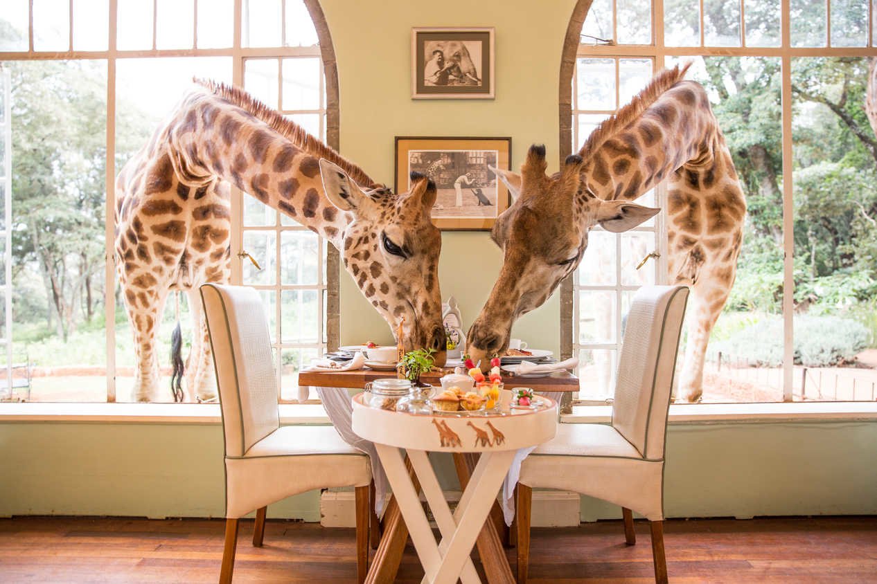 Romantic Getaways in Kenya - Collection Romantic Getaways in Kenya - Collection