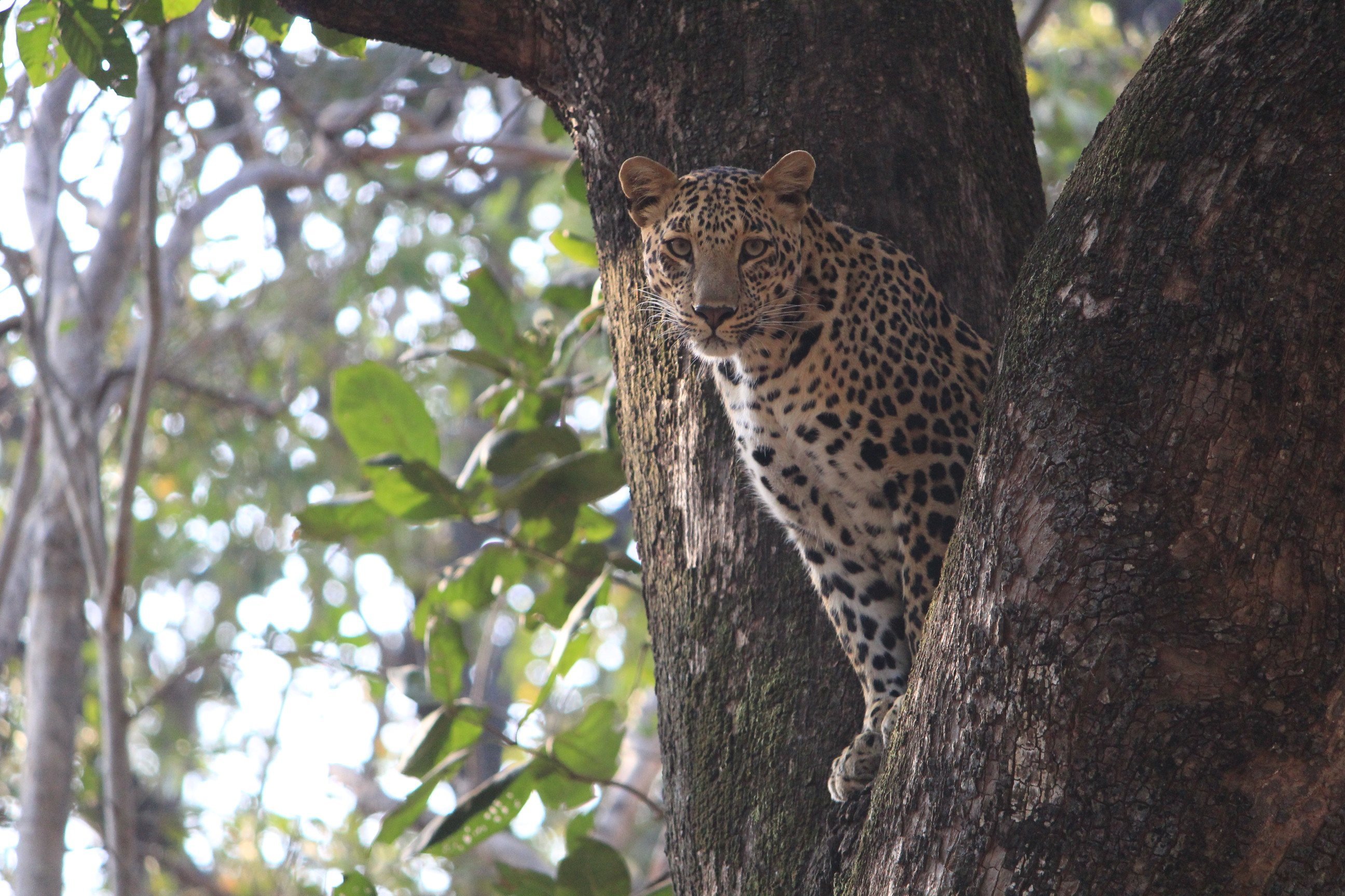 Is Pench National Park In Maharashtra