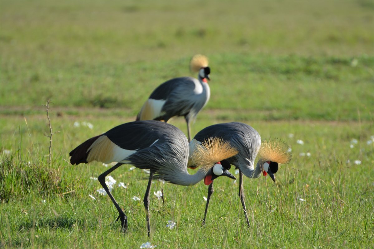 Kenya Tours - Collection Kenya Tours - Collection