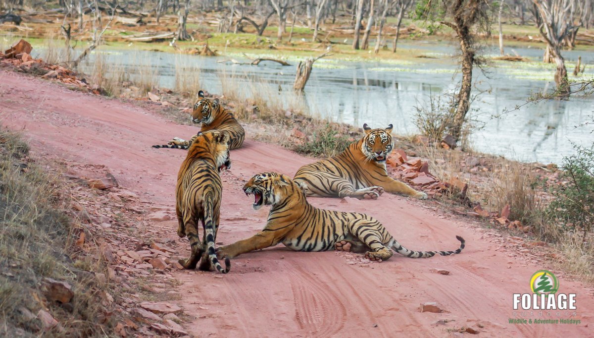 Ranthambhore Wildlife Camp Ranthambhore Wildlife Camp
